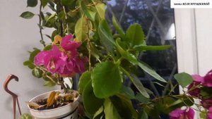 БУГЕНВИЛЛЕЯ. Разные сорта - разные размеры прицветников.