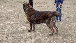 Турнир Тест Испытаний Балканабад САО Central Asian Dogs Alabai Туркменский Алабай