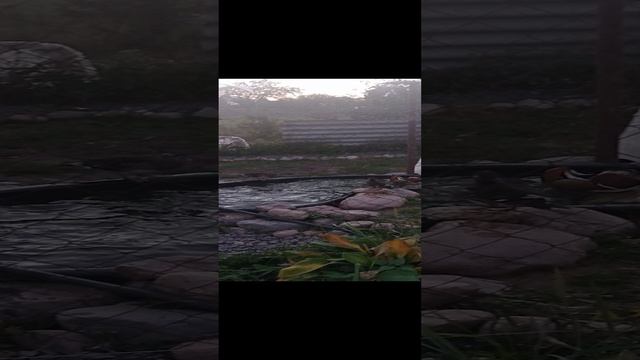 Мандаринки
