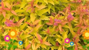 Спирея японская Дабл Плей Голд. Краткий обзор, описание spiraea japonica Double Play Gold