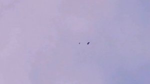 Сокол Сапсан и Голуби/Falcon Peregrine and Pigeons