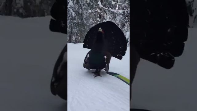 Смелый глухарь из города Обнинска! смотреть онлайн