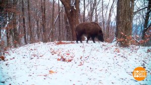 Кабаны, кушать подано! Доброе утро. Фрагмент выпуска от 09.02.2023