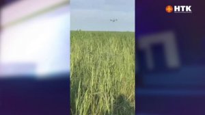 В полях Калмыкии с саранчой начали бороться с помощью агродрона