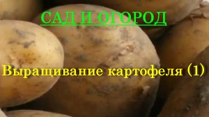 Выращивание картофеля (1)
