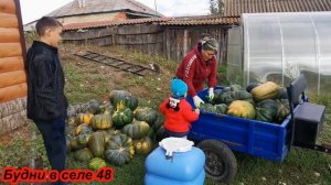Тыква мускатная Мускадэ Агро. Уборка тыквы.