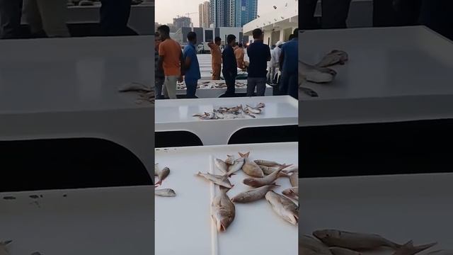 ajman fish market 2