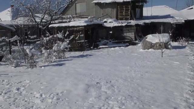#PIGIONS #11.02.20. ГОЛУБИ, ТРЕНИРОВКА, СОКОЛ. DOVES, TRAINING, FALCON