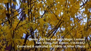 Canon 50D hacked with Magic Lantern video test footage (with a hack install guide)