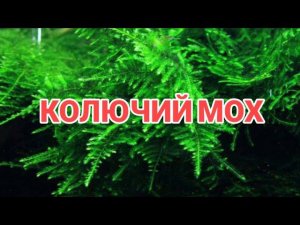 КОЛЮЧИЙ МОХ. СОДЕРЖАНИЕ В АКВАРИУМЕ