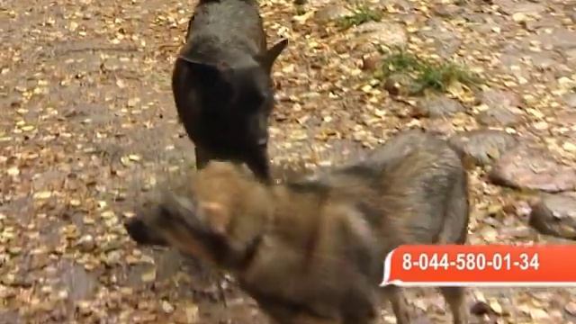 Питомцы с подворья Свято-Елисаветинского монастыря смотреть онлайн