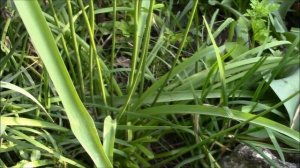 Декоративный лук пурпл сенсейшен.Для фитодизайна!