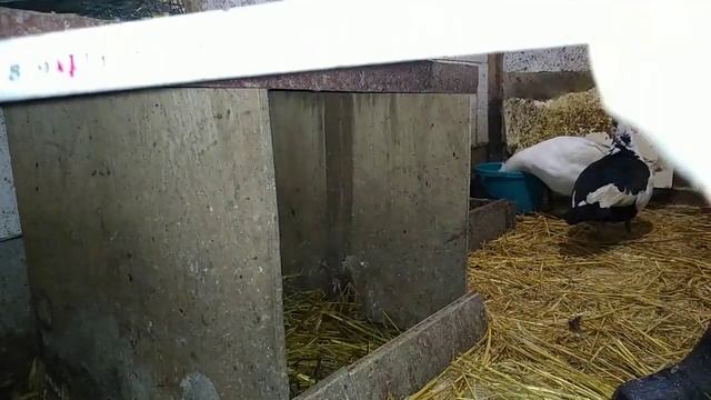 первоя сотня УРА!!/ гнёзда для уток / индоутки. смотреть онлайн