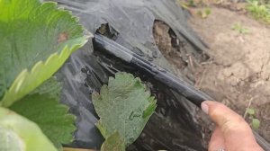 Иранская плёнка на балаган.