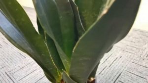 Office Alone Black Diamond Sansevieria Dracaena - Work From Home