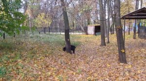 Осень Зоопарк Харьков козёл и жёлтые листья Autumn Kharkov Zoo Kharkiv