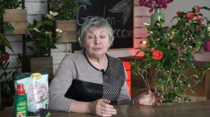 Опадают бутоны Камелии  ✖️ Проблемы с Цветущей Камелией ✔️ garden zoo