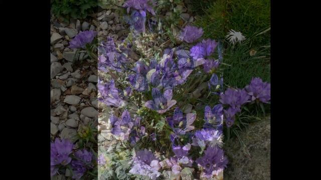 ЭДРАЙАНТУС  EDRAIANTHUS HEDRAEANTHUS  сем. Колокольчиковые