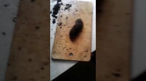 Чистка требухи