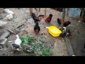 ЗАБАВНЫЙ птичий двор КУРЫ, ИНДЮКИ, УТКИ обзор