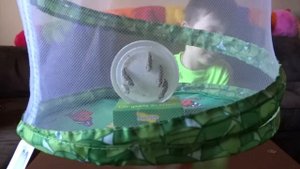 Выращиваем настоящих бабочек дома. Insect Lore " Butterfly Garden"We grow real butterflies.