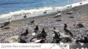 СРОЧНО ! АНОМАЛЬНАЯ ВОЛНА НАКРЫЛА ТУРИСТОВ В КРЫМУ /ANOMALOUS WAVE COVERED TOURISTS IN CRIMEA. 2017