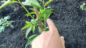 Подкормка персика.