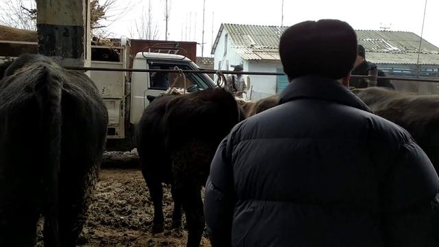 Зверь БУКАЛАР чыгыптыр ? Герефорд, Абердин Ангус сатылды ? Мал базар