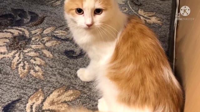 Кошку пытались утопить в ледяной воде... У крохи страх воды... за что так с бедной малышкой смотреть онлайн