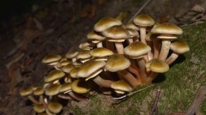 ARMILLARIA MELLEA, COMMESTIBILE TOSSICO!? | CONOSCERE I FUNGHI