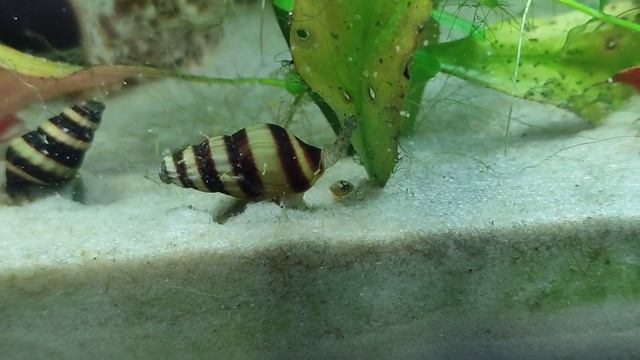 Улитка Хелена (Anentome Helena) на охоте смотреть онлайн