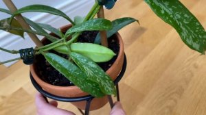 Hoya  Griffithii silver похожа на H.Minibella splash ?!