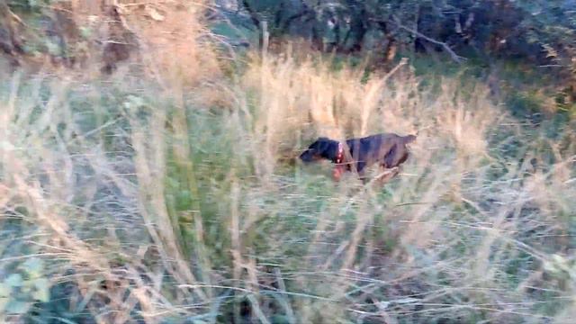 Ягдтерьер на природе смотреть онлайн