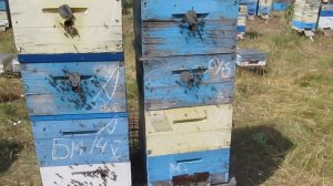 Второй этап расширения: - отводки из отводков, раздача маточников. 06. 06. 2017г.