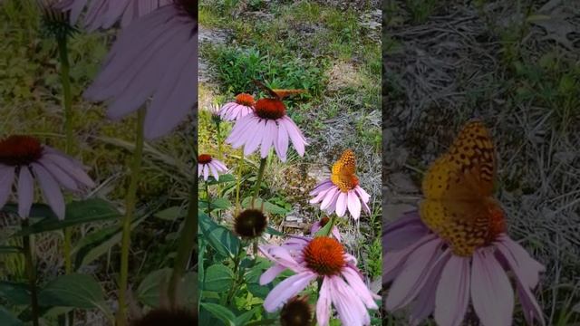 BUTTERFLIES visit our Echinacea. BUTTERFLY GARDEN