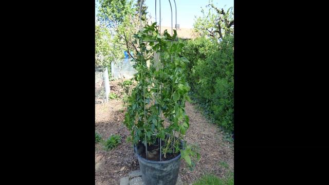 Passiflora edulis, 3 gut gewachsene Pflanzen für Großkübel смотреть онлайн