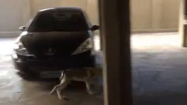 Italian greyhound X Czechoslovakian wolfdog chase смотреть онлайн