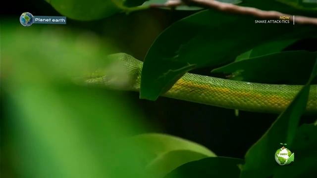 Green tree python ? смотреть онлайн