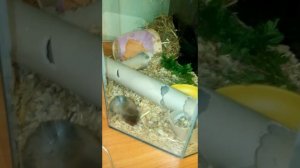 Жизнь необычных грызунов ( привычки слепушонка) Ellobius