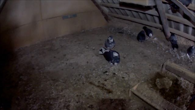Куда делись мои голуби? Самый главный враг голубеводства! Кого с кем паровать, мысли вслух. Pigeons