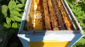 июнь на пасеке - пчелы в 6 рамочном улье готовятся к главному медосбору