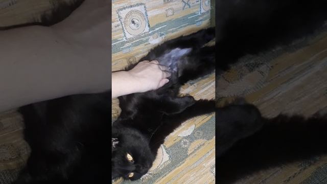после стерилизации. Нельзя прыгать! 2день кошка Муся гематома. смотреть онлайн