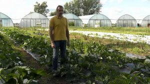 Кабачок БАРЧУК - урожай до самых заморозков