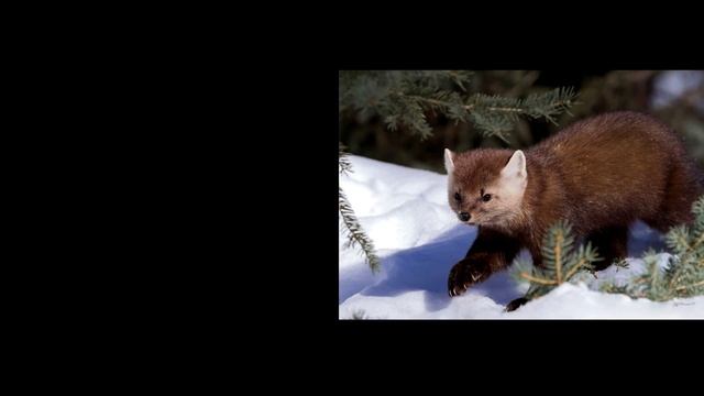 Сталь и Порох - Семен Дежнев: походы через Сибирь. Часть I смотреть онлайн