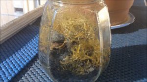 "Вечный флорариум" в банке. Закрытая экосистема, МЕСЯЦ спустя.