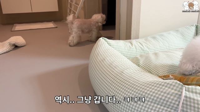 눈물 쏙 빠지게 혼나는 아기 강아지! 😭