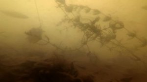 что творится под водой , когда по реке деревья несет / тарань и прикормка