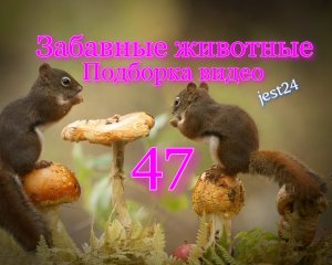 Забавные животные / Подборка видео №47