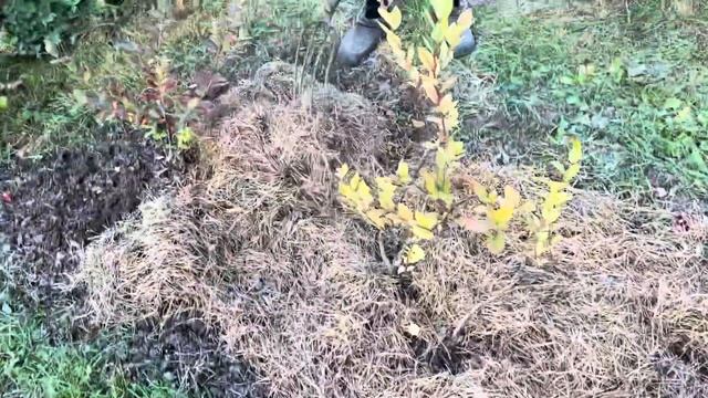 Сад! Зачем мне в огород сосновые иголки? Наводим порядок, проливаем кустарники, готовим сад к зиме!