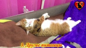 6 Вещей, Которые Пугают Вашу Кошку!!!